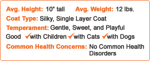 American Shorthairs American Shorthairs