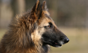 Belgian Tervurens Belgian Tervurens