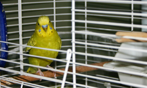 Bird Care Feeding Bird Care Feeding
