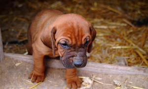 Bloodhounds Bloodhounds