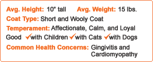 British Shorthairs British Shorthairs
