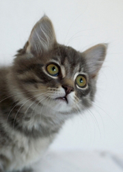Siberians Siberians