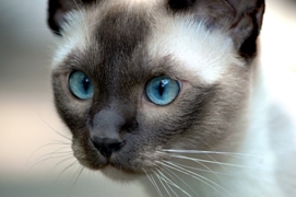 Tonkinese Tonkinese