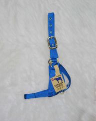Halter Yearling Turnout - Blue