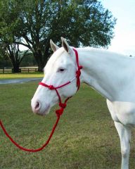 Rope Halter W/lead Average - Red