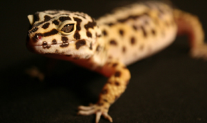Leopard Geckos