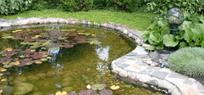 Pond and Garden