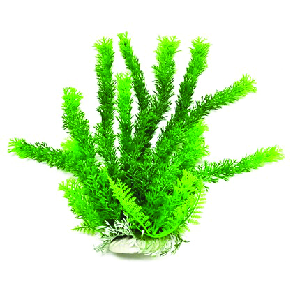 CABOMBA LIKE AQUARIUM PLANT