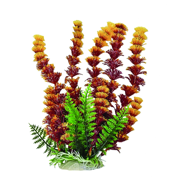 CABOMBA FIRE AQUARIUM PLANT