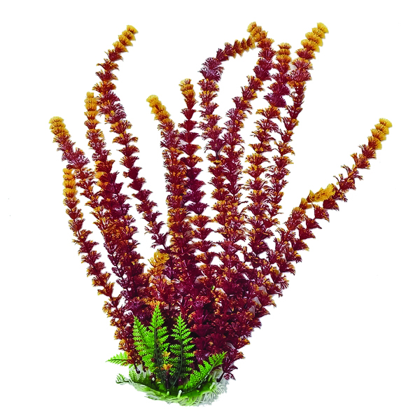 CABOMBA FIRE AQUARIUM PLANTS