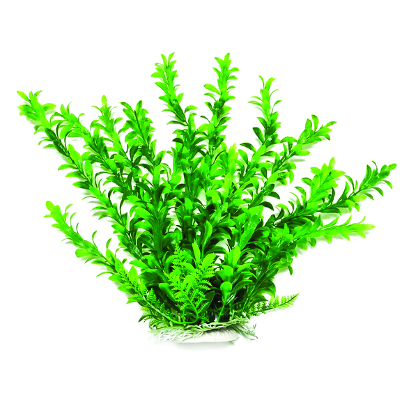 ANACHARIS LIKE AQUARIUM PLANT