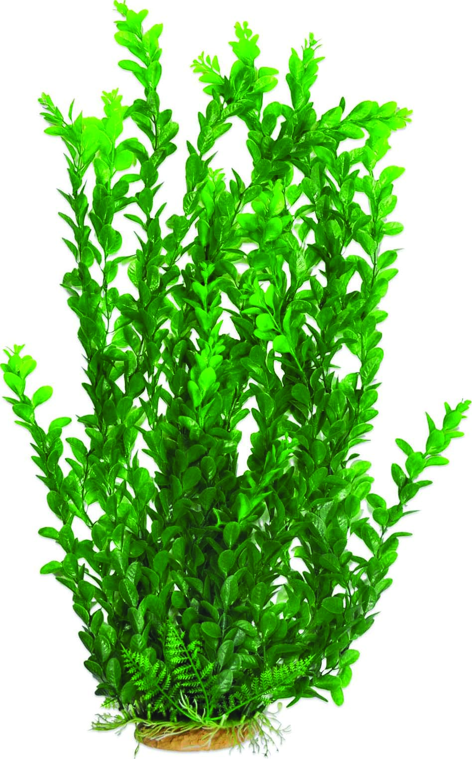EXTRA TALL PLANT