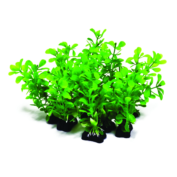 PROFIT POWER PACK BUSHY PLANT