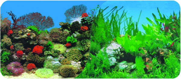 CORAL ANEMONE & FRESHWATER PLANTED BACKGROUND