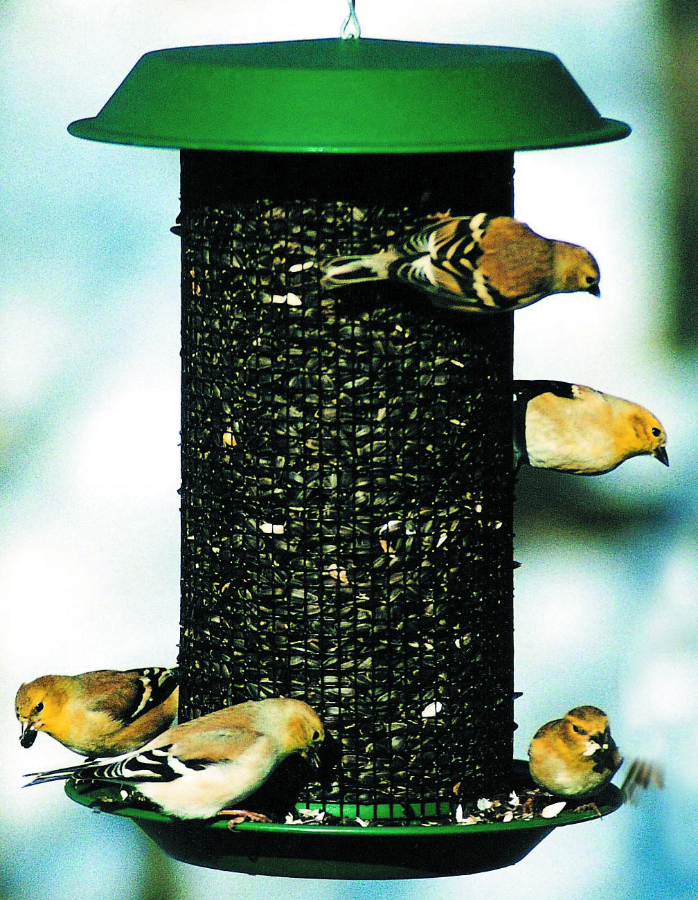 Magnum Sunflower Bird Feeder