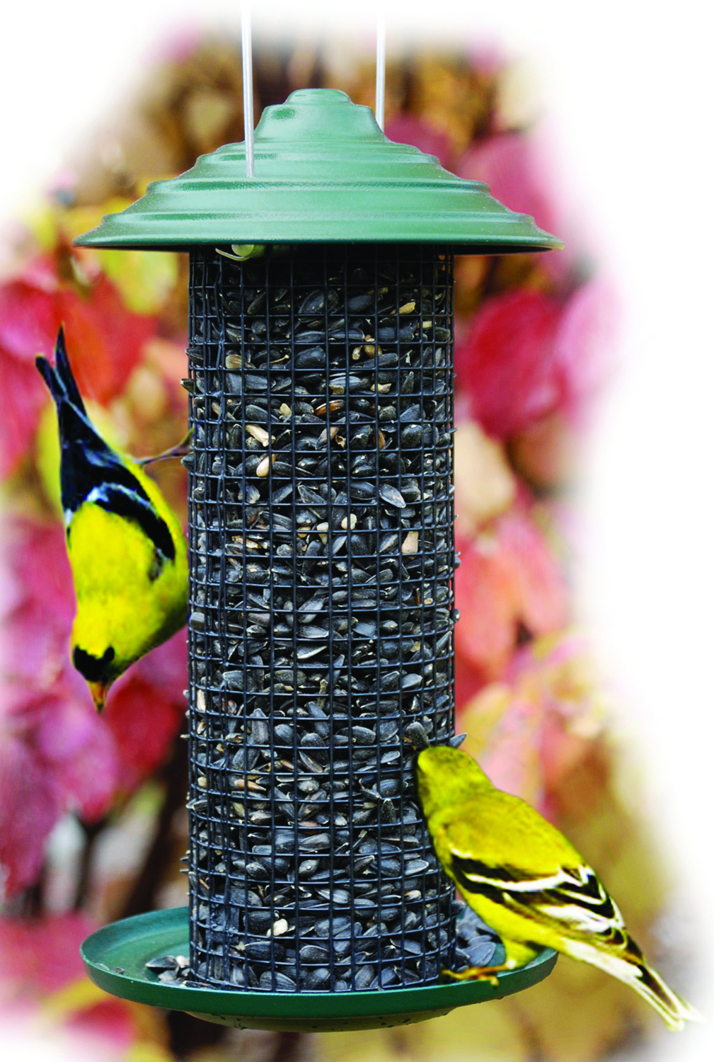 MiniMag Magnum Sunflower Feeder