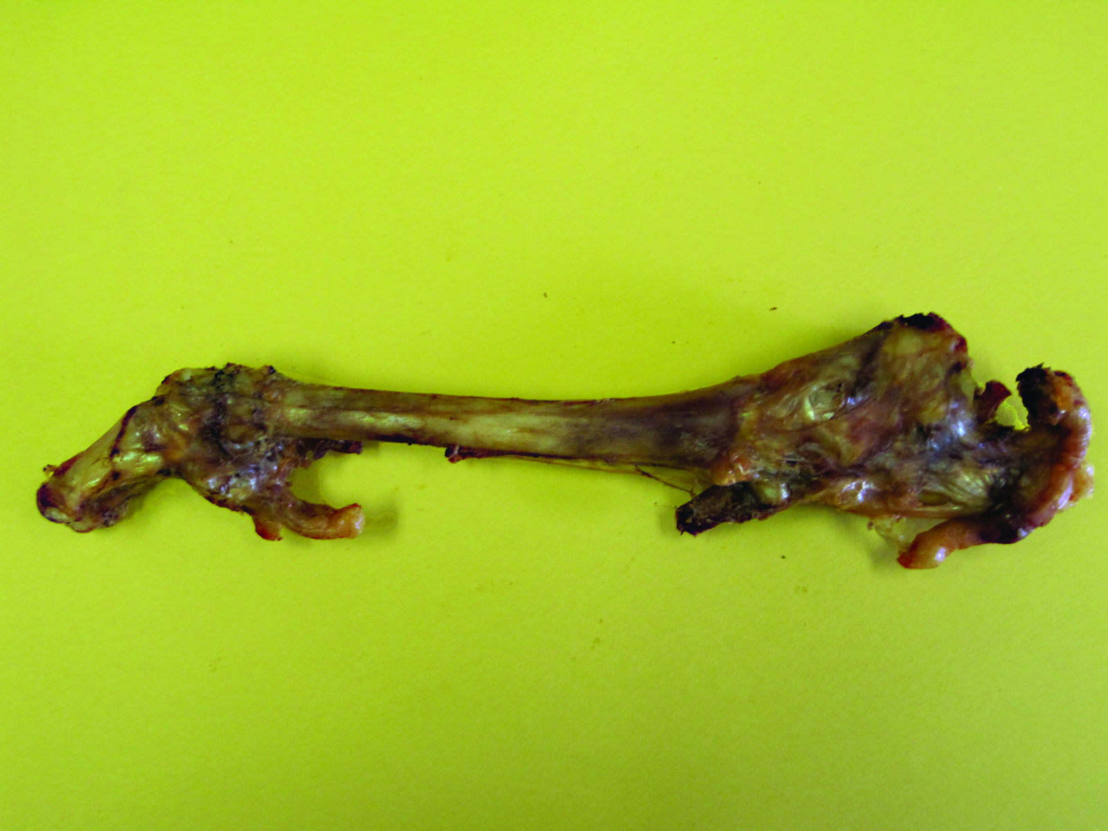 SMOKED LAMB TROTTER