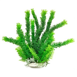 CABOMBA LIKE AQUARIUM PLANT