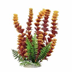 CABOMBA FIRE AQUARIUM PLANT