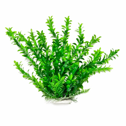 ANACHARIS LIKE AQUARIUM PLANT