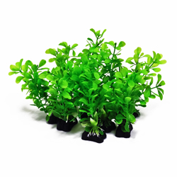 PROFIT POWER PACK BUSHY PLANT