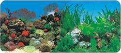 CORAL ANEMONE & FRESHWATER PLANTED BACKGROUND