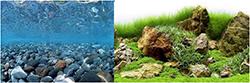 ROCK BED FRESH & MARINE LUSH PLANTS BACKGROUND