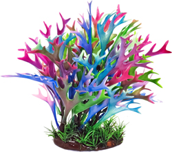 STAGHORN AQUARIUM PLANT