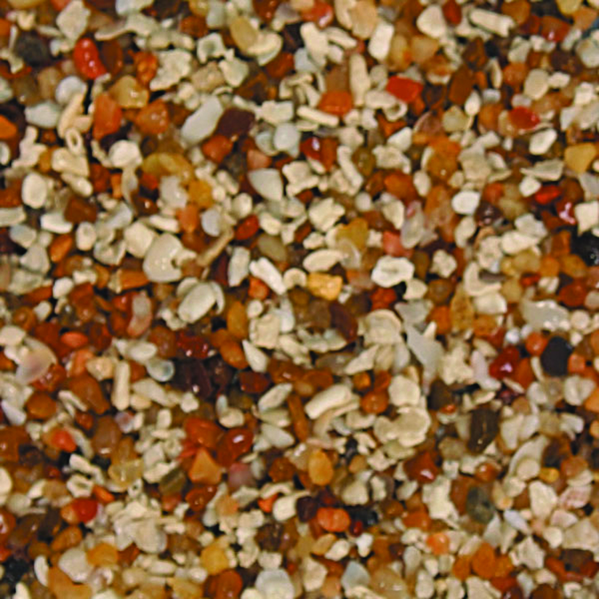 AFRICAN CICHLID MIX