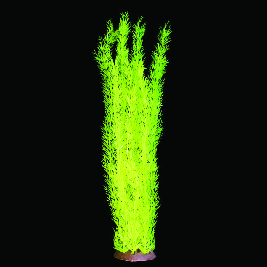 GLOW ELEMENTS TALL FOXTAIL