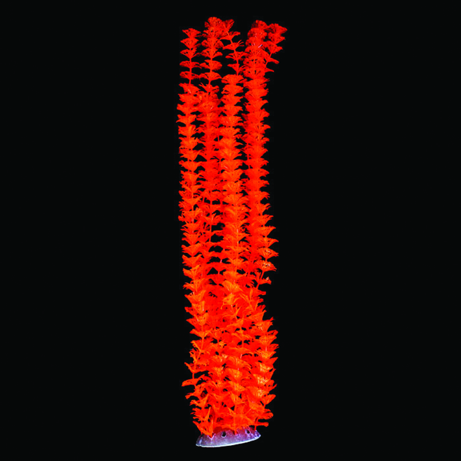 GLOW ELEMENTS TALL AMBULIA