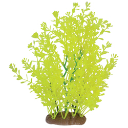 GLOW ELEMENTS LINDERNIA PLANT