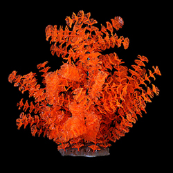 GLOW ELEMENTS AMBULIA LAYERED BUSH