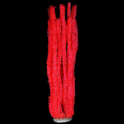 GLOW ELEMENTS TALL HORNWORT