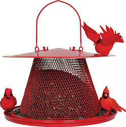 Cardinal No/No Feeder Red