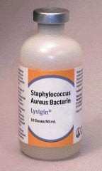 Lysigin Vaccine 50ml