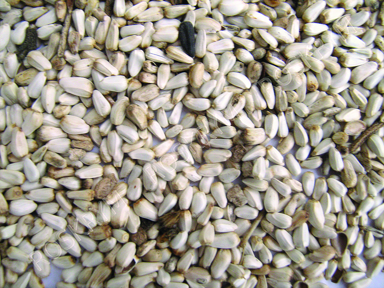 Safflower Seed - 25 lbs.