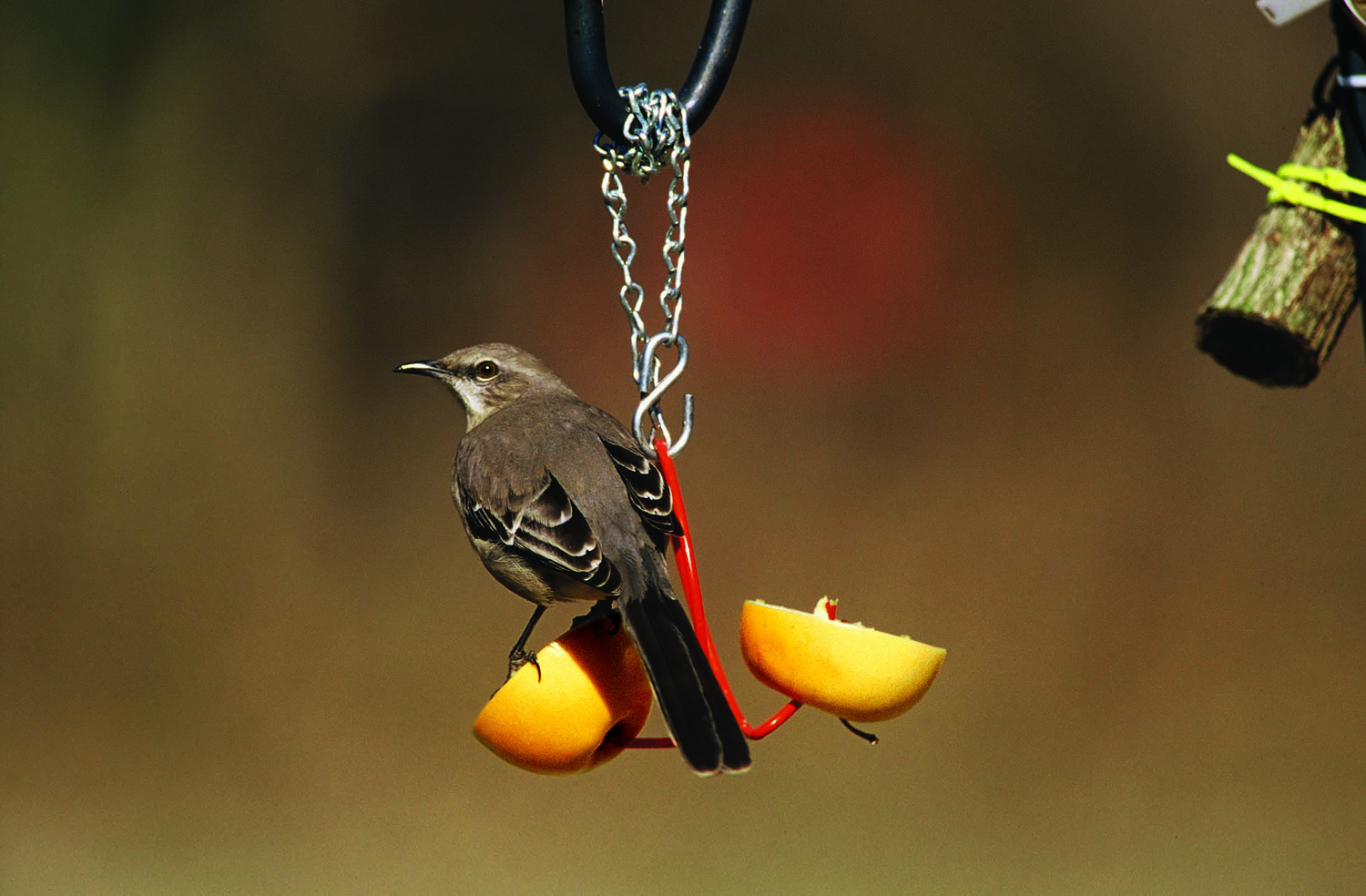 Fruit Feeder