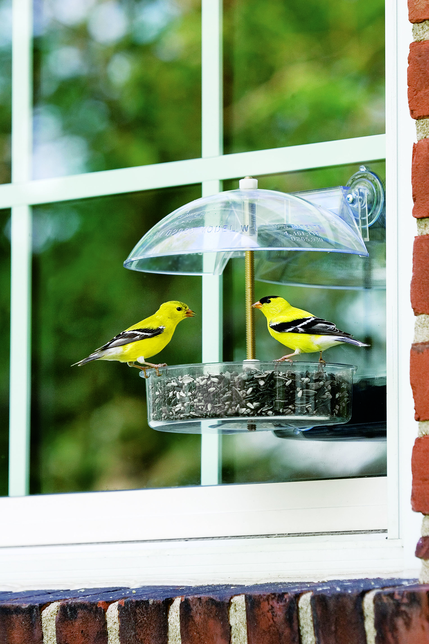 The Winner Window Bird Feeder
