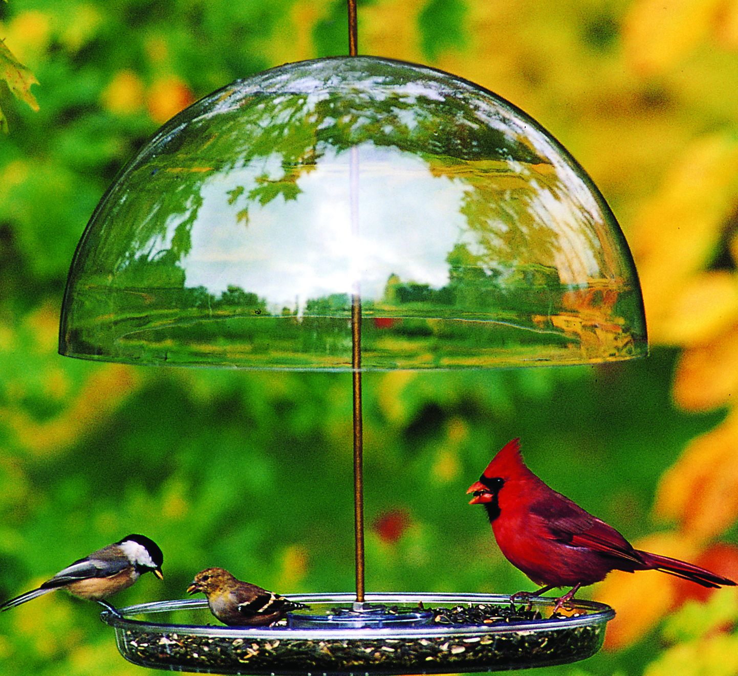 Dorothy's Cardinal Feeder
