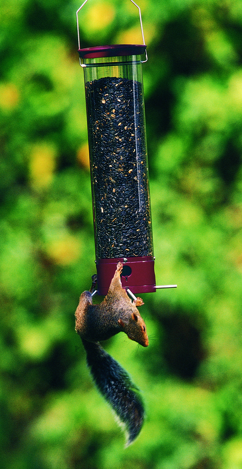 Yankee Dipper Squirrel Proof Bird Feeder