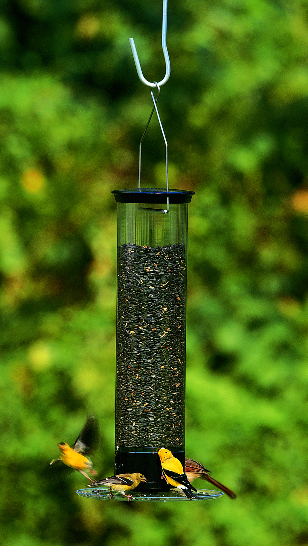 Yankee Tipper Squirrel Proof Bird Feeder