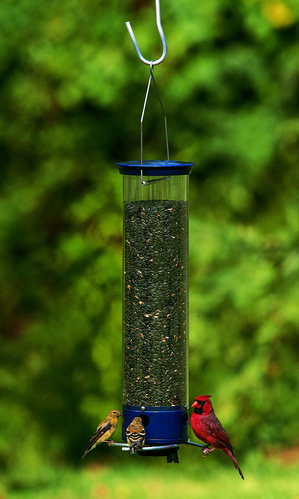 Yankee Whipper Squirrel Proof Bird Feeder