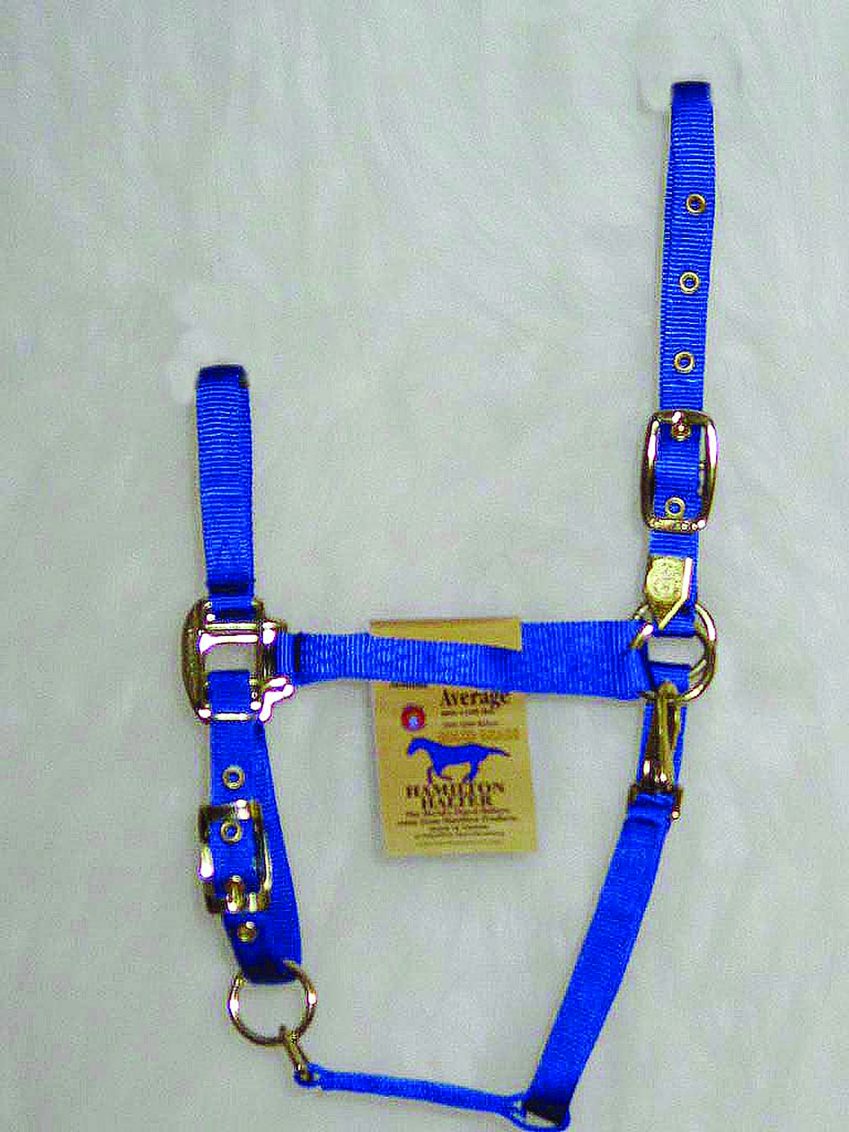 Arabian Halter Average - Blue