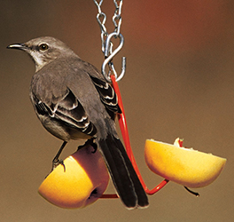 Fruit Feeder