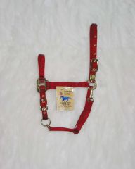 Arabian Halter Average - Red