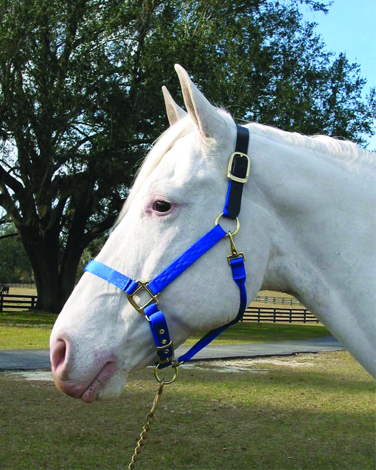 Adjustable Halter W/leather Head Poll - Blue - Yearling