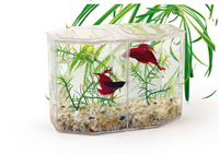 Dual Betta Hex with lid, gravel, and plant - 12oz