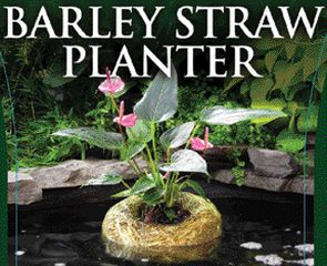 BARLEY STRAW PLANTER