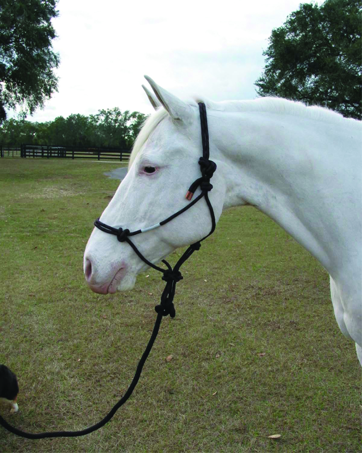 Rope Halter W/lead Average - Black